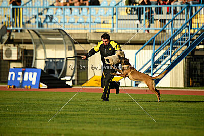 Angry Fox Amidala Padmé