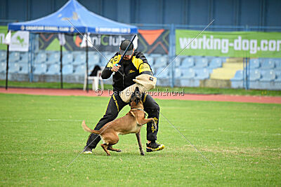 Angry Fox Amidala Padmé