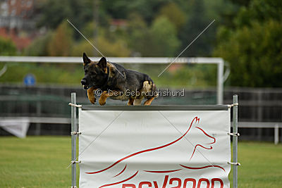 Angry von Starker Wille