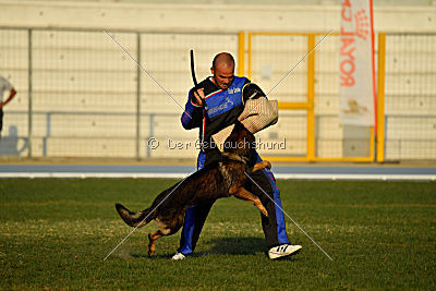 Antey Hitzig Hund