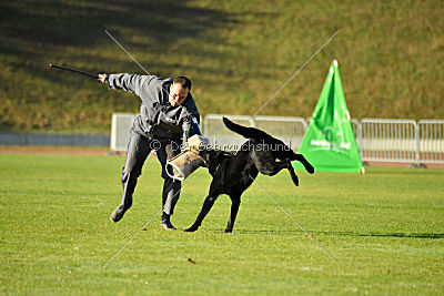 Apollo vom Schloß Solitude