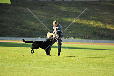Apollo vom Schloß Solitude
