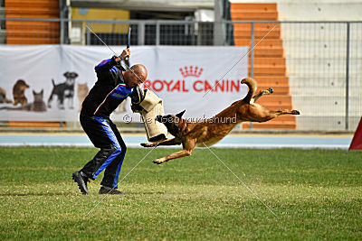 Aramis Red Devils Dog