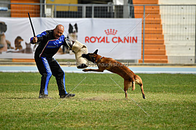 Aramis Red Devils Dog
