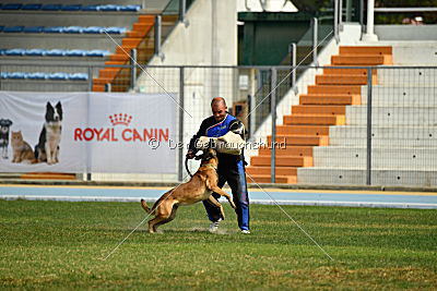 Aramis Red Devils Dog