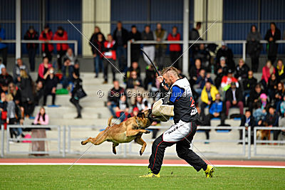 Aramis Red Devils Dog