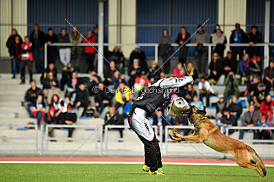 Aramis Red Devils Dog