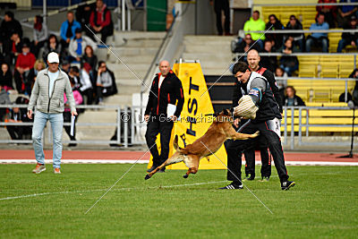 Aramis Red Devils Dog