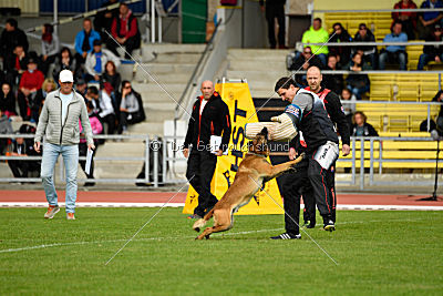 Aramis Red Devils Dog