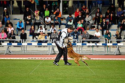 Aramis Red Devils Dog