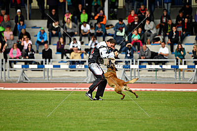 Aramis Red Devils Dog