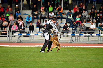 Aramis Red Devils Dog