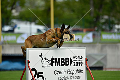 Aramis Red Devils Dog