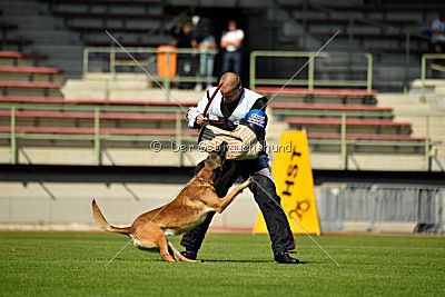 Aramis Red Devils Dog