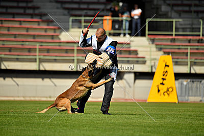 Aramis Red Devils Dog