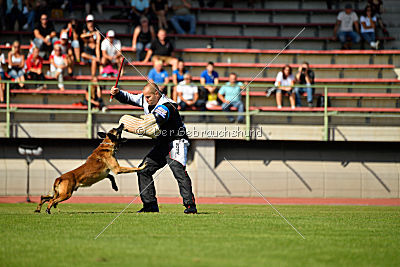 Aramis Red Devils Dog