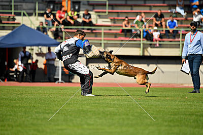 Aramis Red Devils Dog