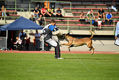 Aramis Red Devils Dog