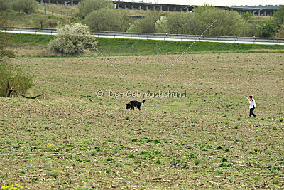 Aramis vom Hopfenbachtal