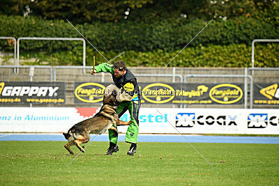 Ares vom Clan der Saalerer Wölfe