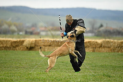 Ari von der Lilienwiese