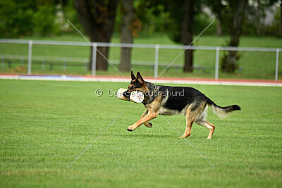 Arielle vom Alten Gleiss