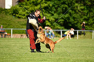 Arkan von der schwarzen Mamba