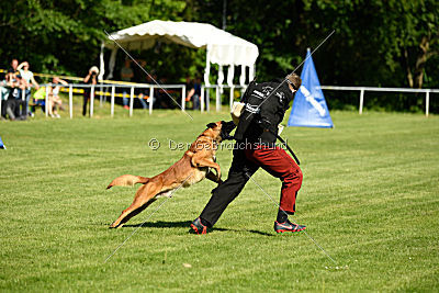 Arkan von der schwarzen Mamba