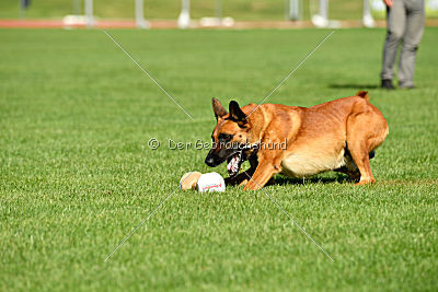 Arkan von der schwarzen Mamba