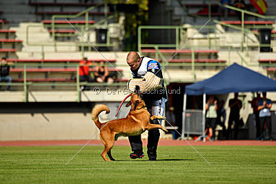 Arkan von der schwarzen Mamba