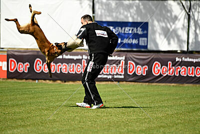 Armstrong Free to Fly