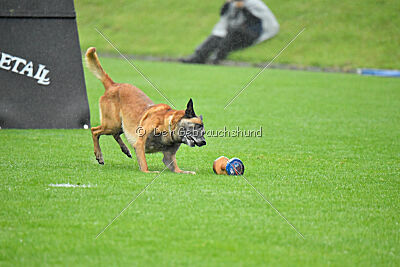 Armstrong Free to Fly