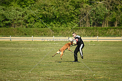 Armstrong Free to Fly