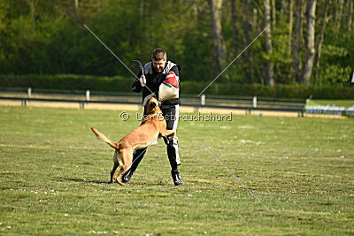 Armstrong Free to Fly