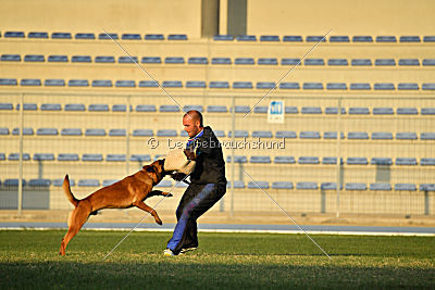 Artax von Anauj Haus