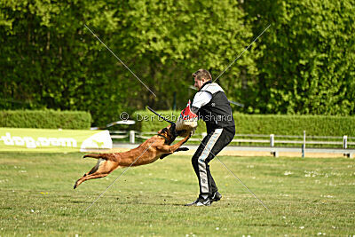 Arthos vom Feldbrand