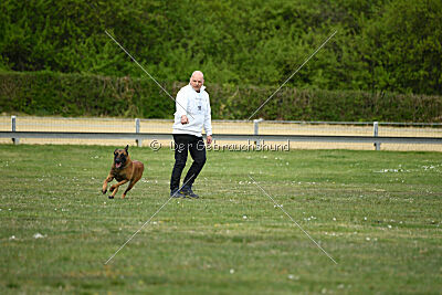 Arthos vom Feldbrand