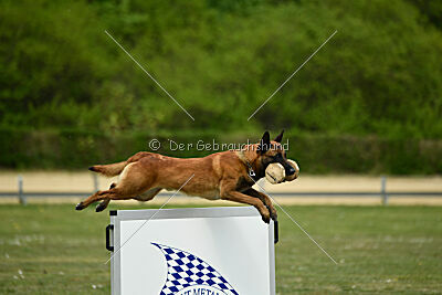 Arthos vom Feldbrand