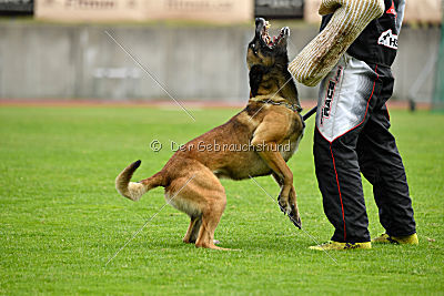 As'Thor Force Canina