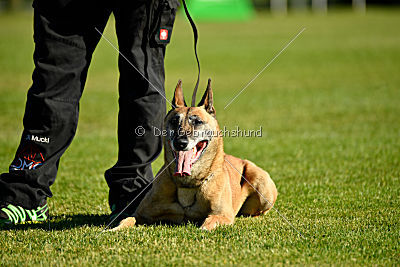 Ashley vom Clan der Wölfe