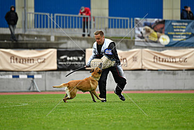 Ashley vom Clan der Wölfe