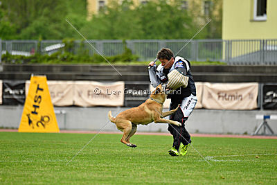 Ashley vom Clan der Wölfe