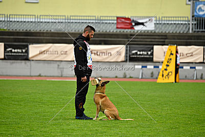 Ashley vom Clan der Wölfe