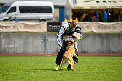 Ashley vom Clan der Wölfe