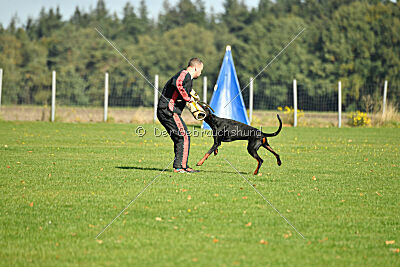 Askjell vom Dunkelvolk