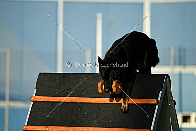 Asko von der Siegermacht