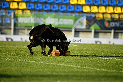 Asko von der Siegermacht