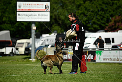 Aslan vom Sudwalder Forst