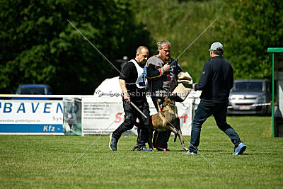 Aslan vom Sudwalder Forst