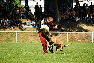 Assira vom Streitwald